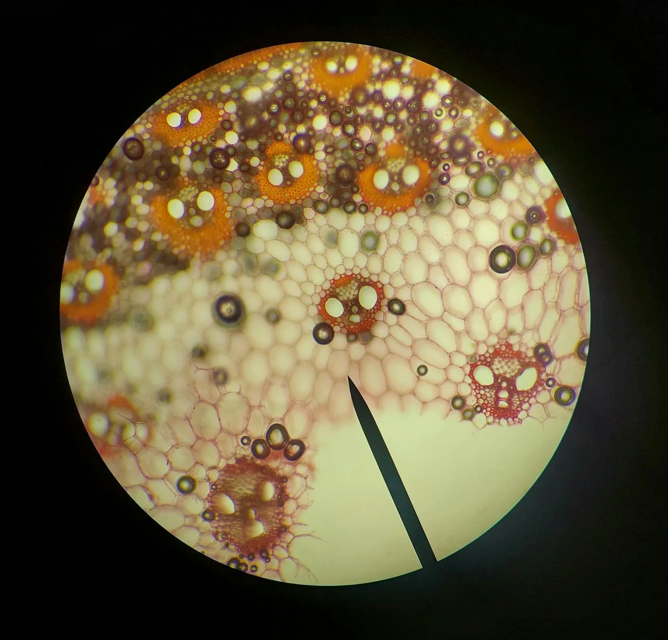 organism under miscroscope